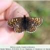 melitaea aurelia verblyudka female in laboratory 1